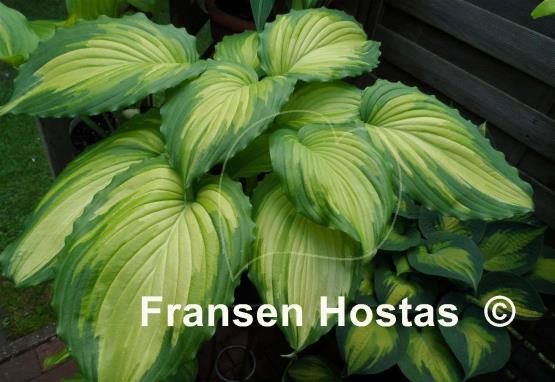 Hosta Angel Falls