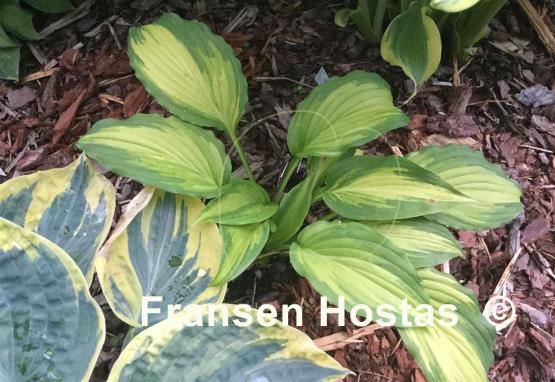 Hosta Angel Falls