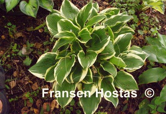 Hosta Angel Feathers