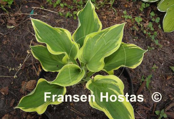 Hosta Angel Feathers