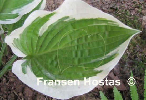 Hosta Angel Feathers