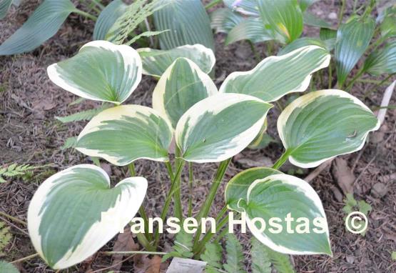 Hosta Angel Feathers