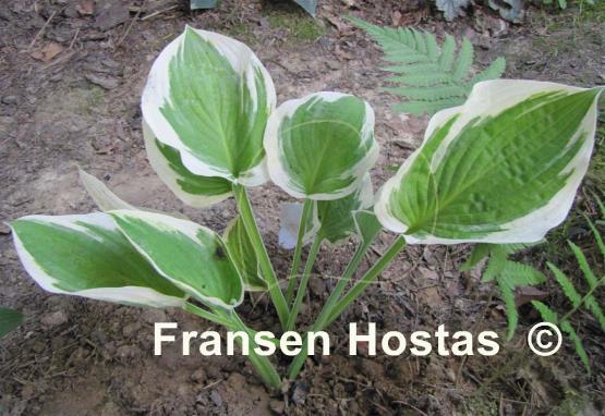Hosta Angel Feathers