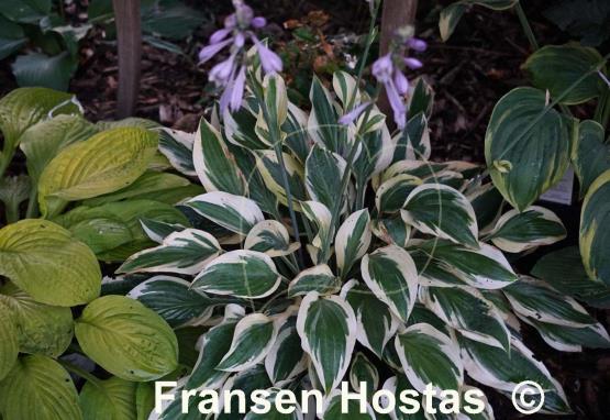 Hosta Angelique