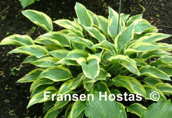 Hosta Angelique