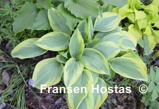 Hosta Angelique