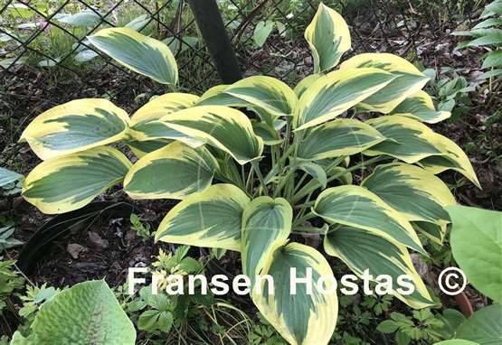 Hosta Angelique