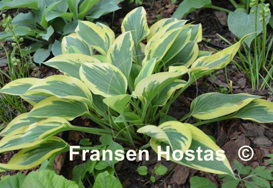 Hosta Angelique