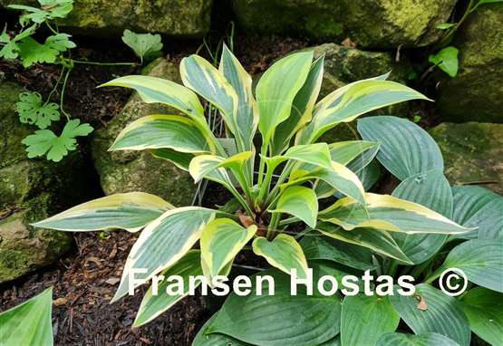 Hosta Angelique