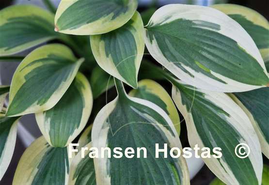 Hosta Angelique
