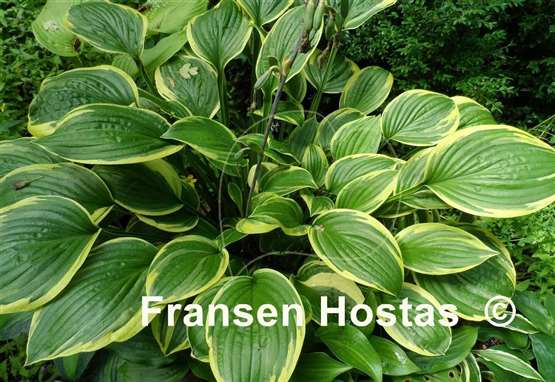 Hosta Anglo Saxon