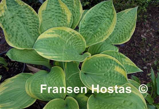 Hosta Anglo Saxon