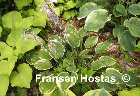 Hosta Anglo Saxon
