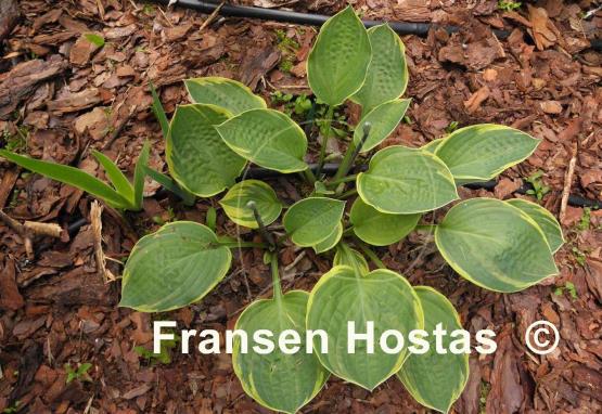 Hosta Anglo Saxon