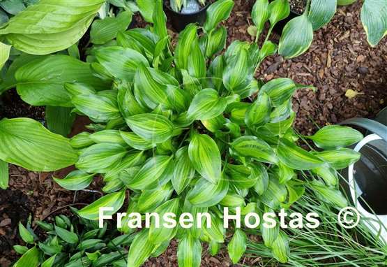 Hosta Ani Machi