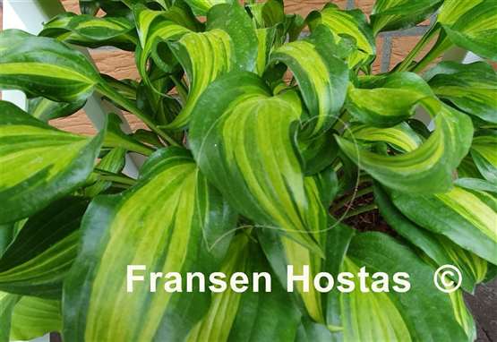 Hosta Ani Machi
