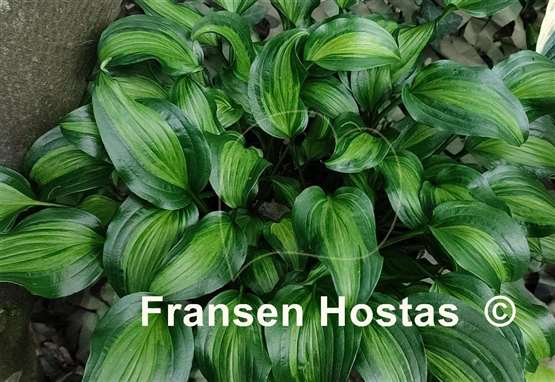 Hosta Ani Machi