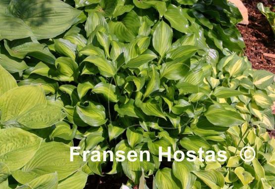 Hosta Ani Machi