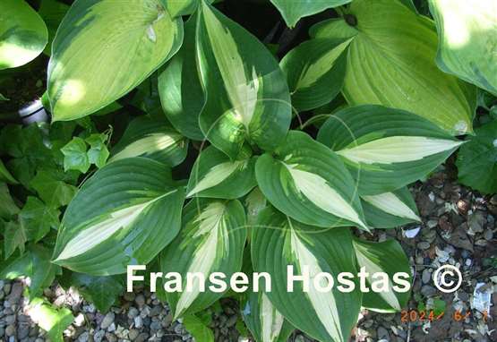 Hosta Ann Kulpa