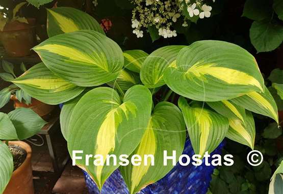 Hosta Ann Kulpa