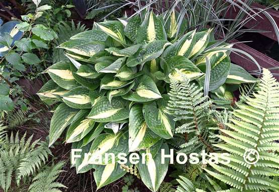 Hosta Ann Kulpa