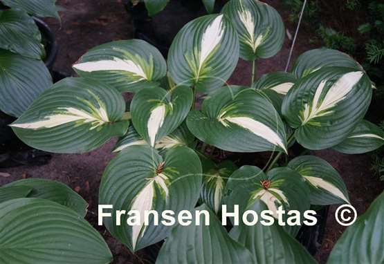 Hosta Ann Kulpa
