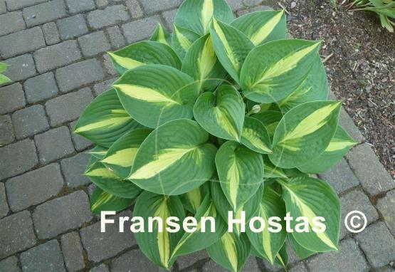 Hosta Ann Kulpa