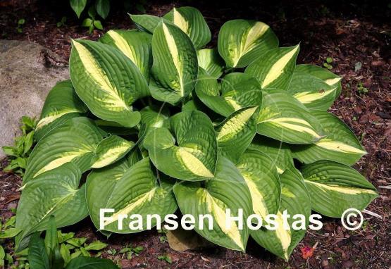 Hosta Ann Kulpa