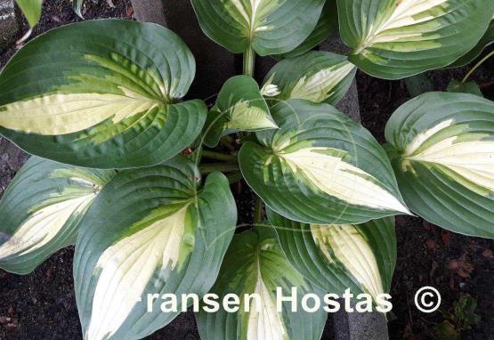 Hosta Ann Kulpa