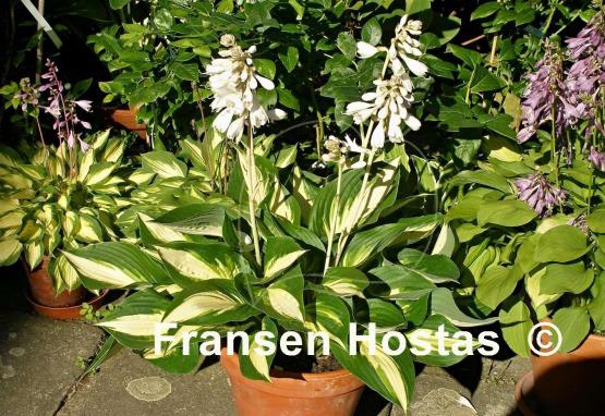 Hosta Ann Kulpa