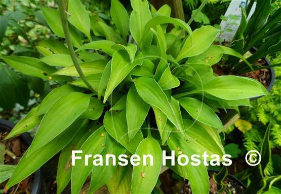 Hosta Anna Lindh