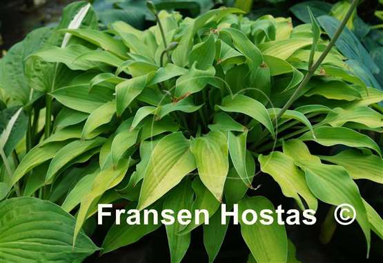 Hosta Anna Lindh