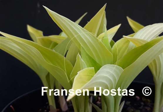 Hosta Anna Lindh