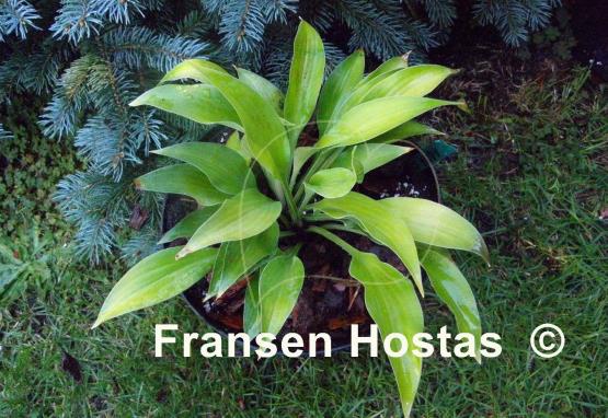 Hosta Anna Lindh