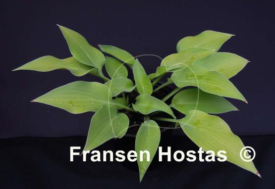 Hosta Anna Lindh