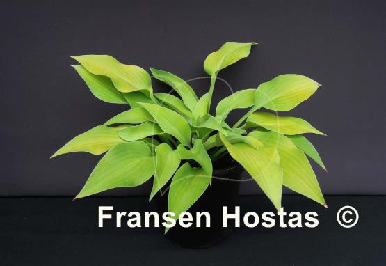 Hosta Anna Lindh