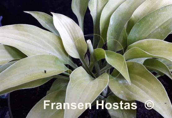 Hosta Anna Lindh