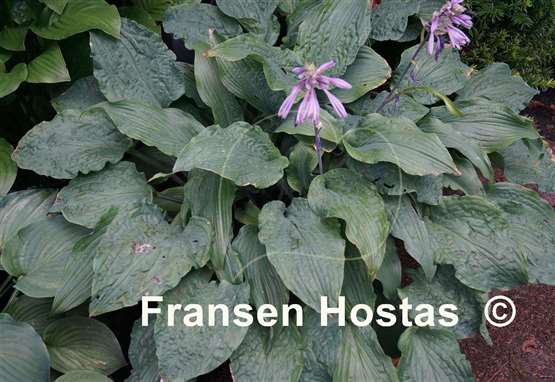 Hosta Annabel Lee