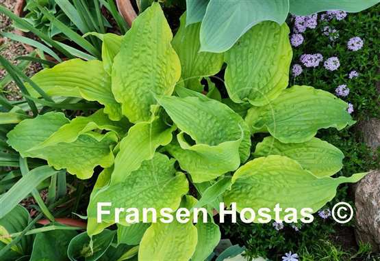 Hosta Annabel Lee
