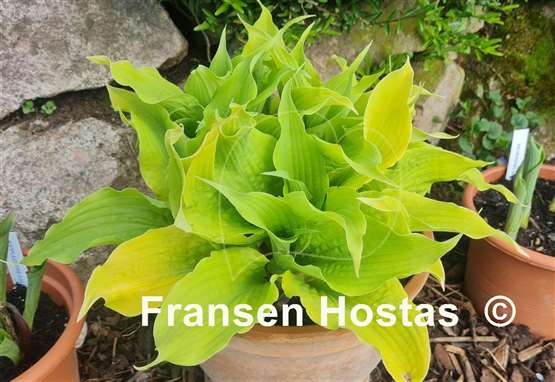 Hosta Annabel Lee