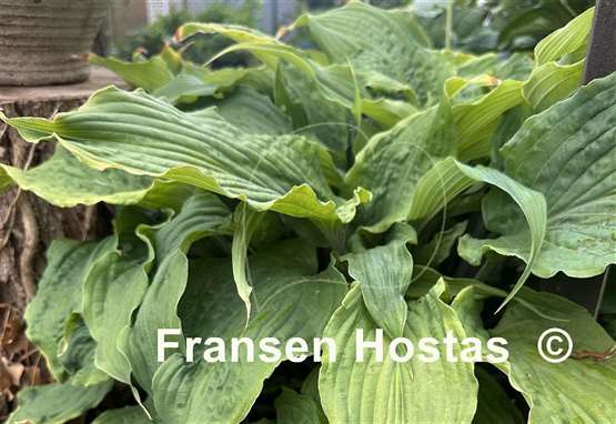 Hosta Annabel Lee