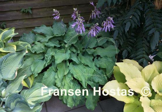 Hosta Annabel Lee