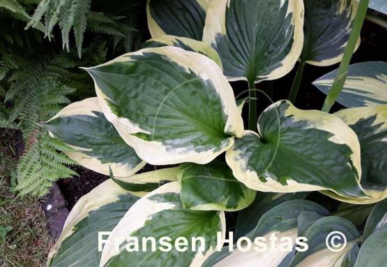 Hosta Anne