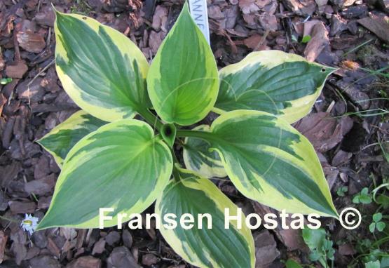 Hosta Anne