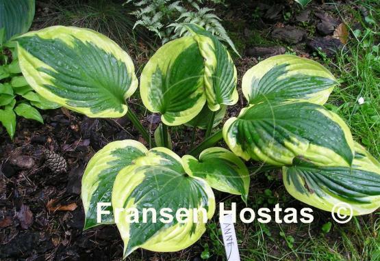 Hosta Anne