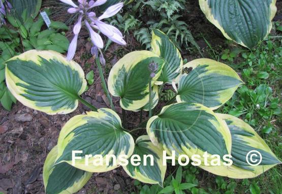 Hosta Anne
