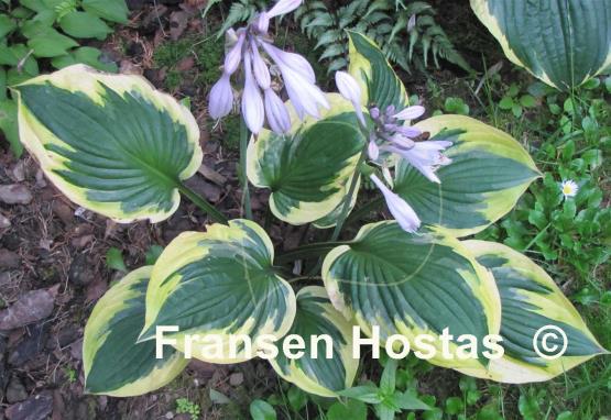 Hosta Anne
