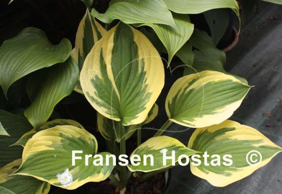 Hosta Anne