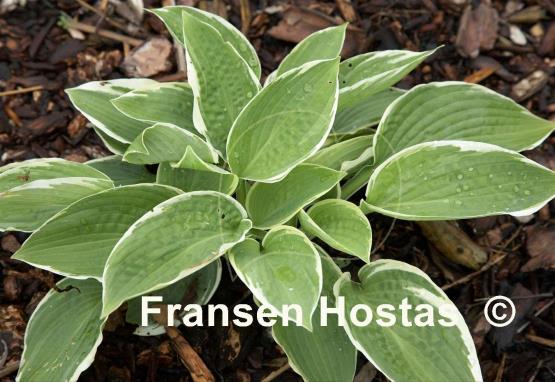Hosta Ansly