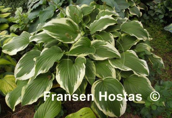 Hosta Antioch